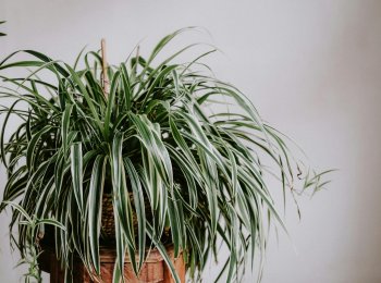 La plante araignée : la plante increvable qui sauve tous les intérieurs